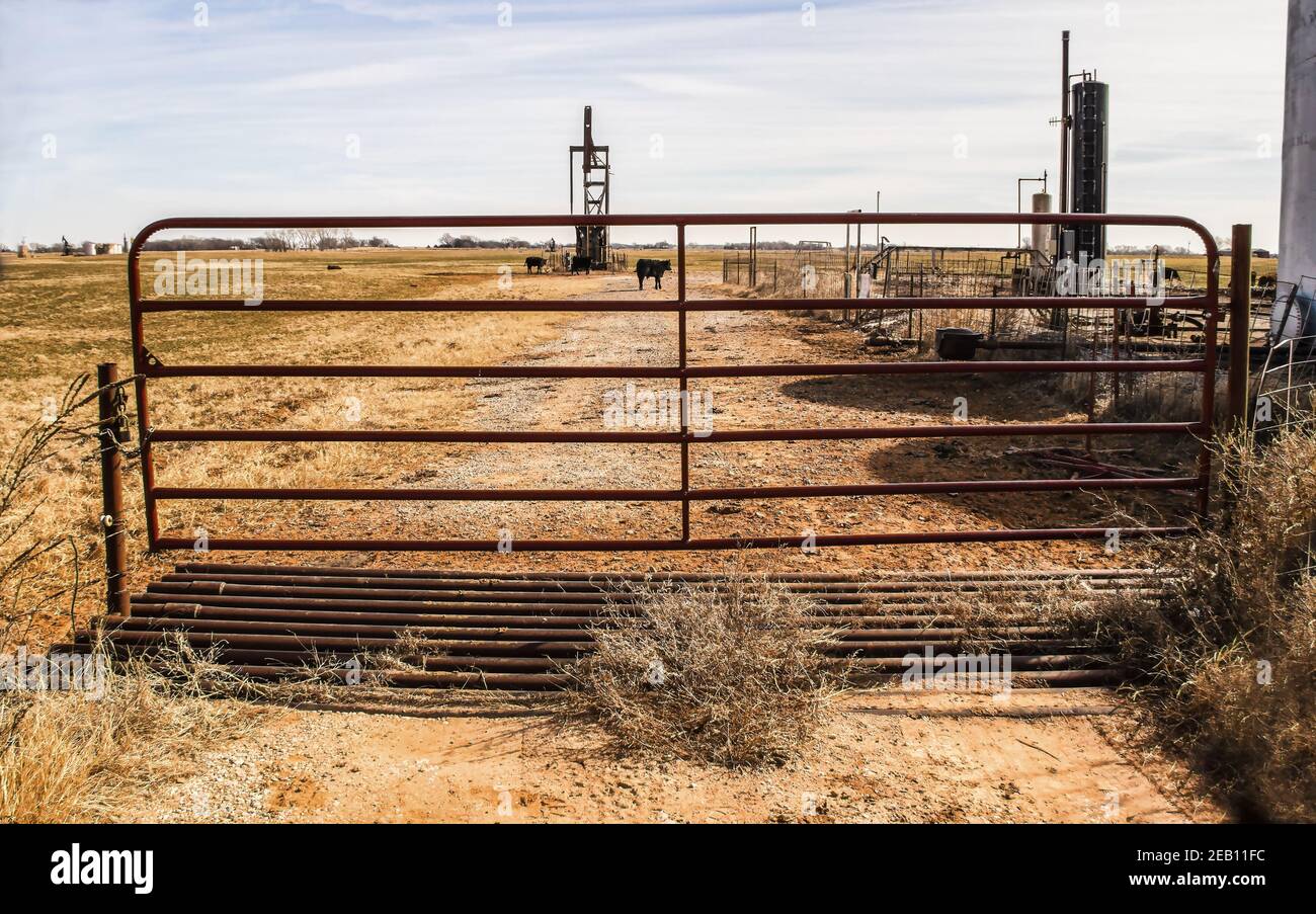 Cows and oil field equipment viewed through metal gate with cattle guard on bleak winter day. Stock Photo