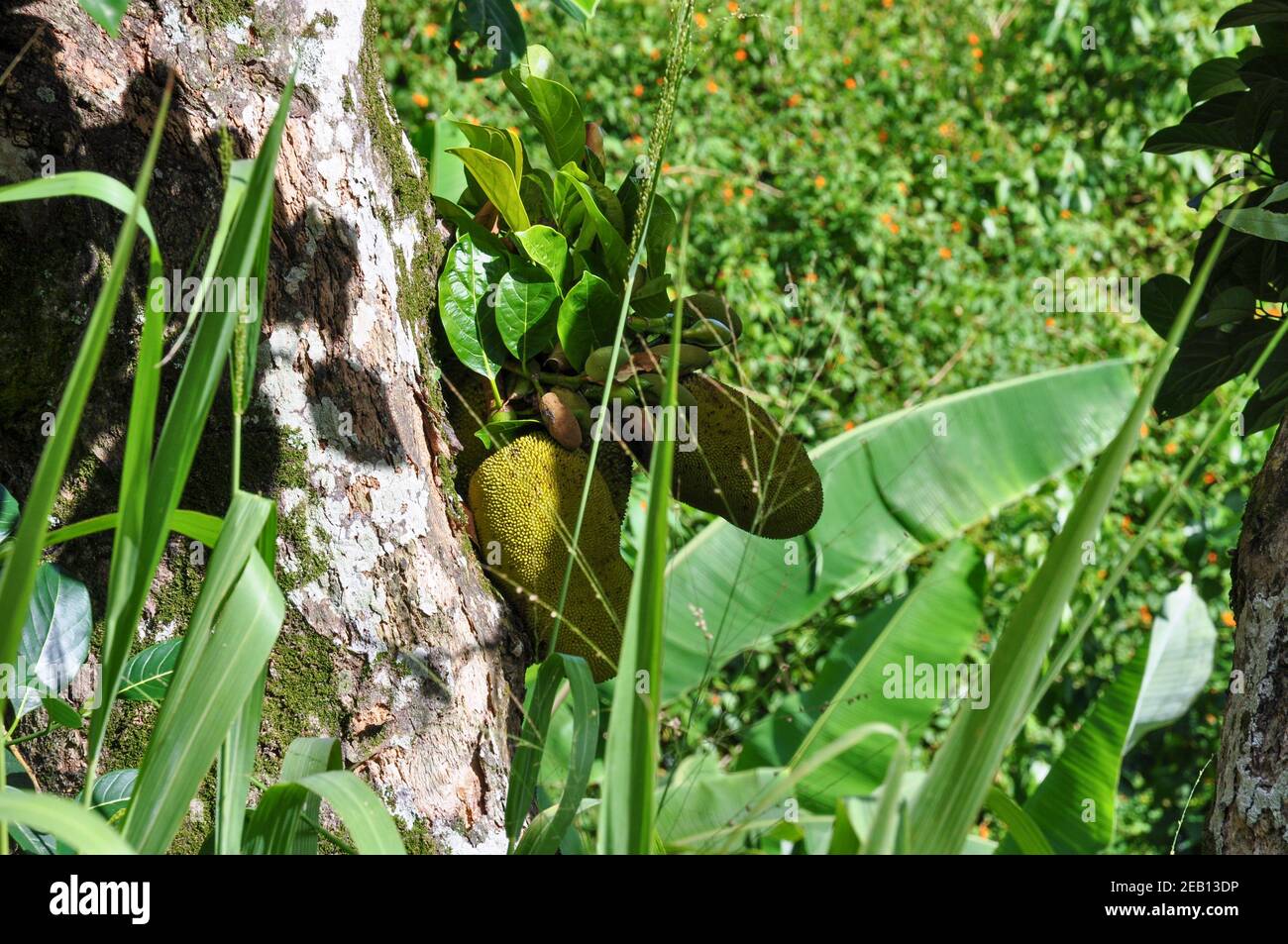 Jackfruit tropical fruit (Artocarpus heterophyllus) overgrown in the wild forest Stock Photo