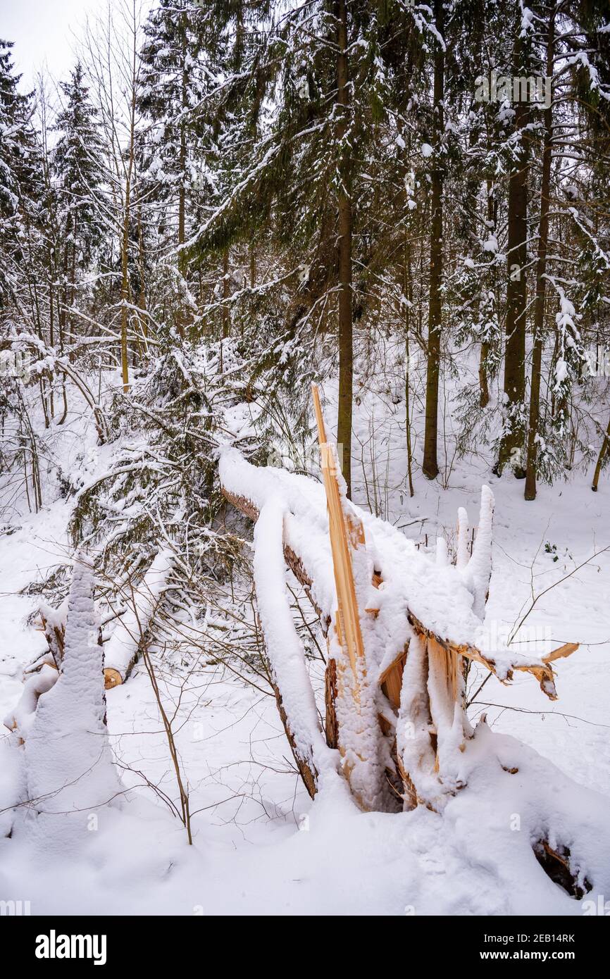 Secular old giant pine tree trunk covered by the snow fallen on the path after heavy snowfall in a park or forest in winter, vertical Stock Photo