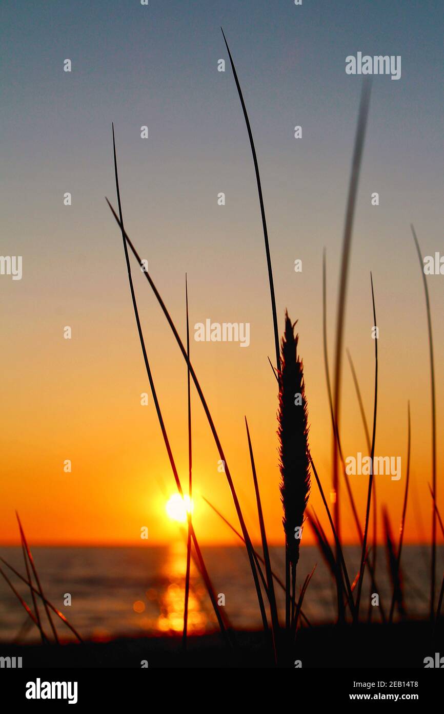 Vertical shot beach grass hi-res stock photography and images - Alamy