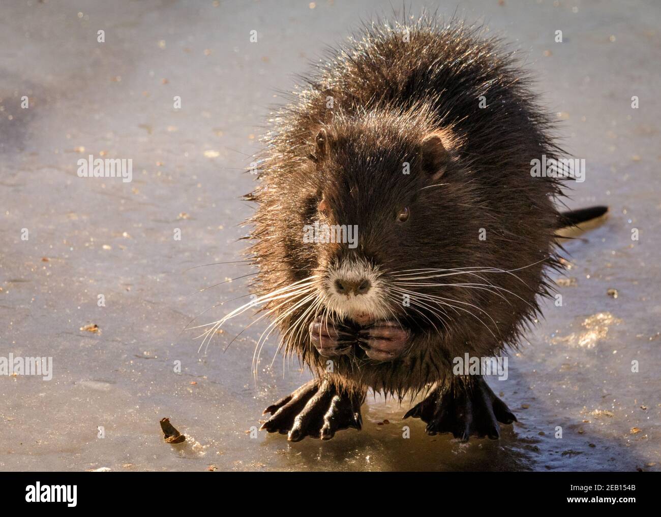 Haltern-am-See, NRW, Germany, 11th Feb 2021. One of the coypu babies is literally on thin ice, carefully wobbling along until it reaches safer ground. The family of coypus (Myocastor coypus), also known as nutria or beaver rats, mum and her now five months old babies, all seem to have survived the recent snow storms well and are clearly enjoying the beautiful sunshine and warmer temperatures today. The animals have first been spotted around Haltern lake last year. Stock Photo