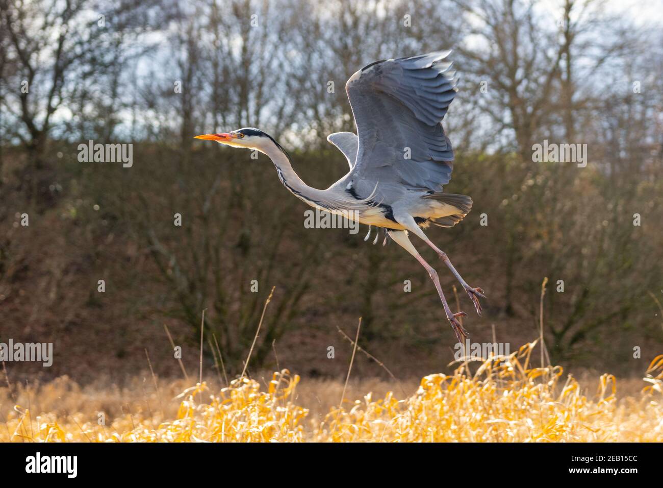 Grey Heron, Ardea Cinerea, taking flight, England, UK. Herons are large wading birds often seen fishing in water and have slow steady wingbeats. Stock Photo