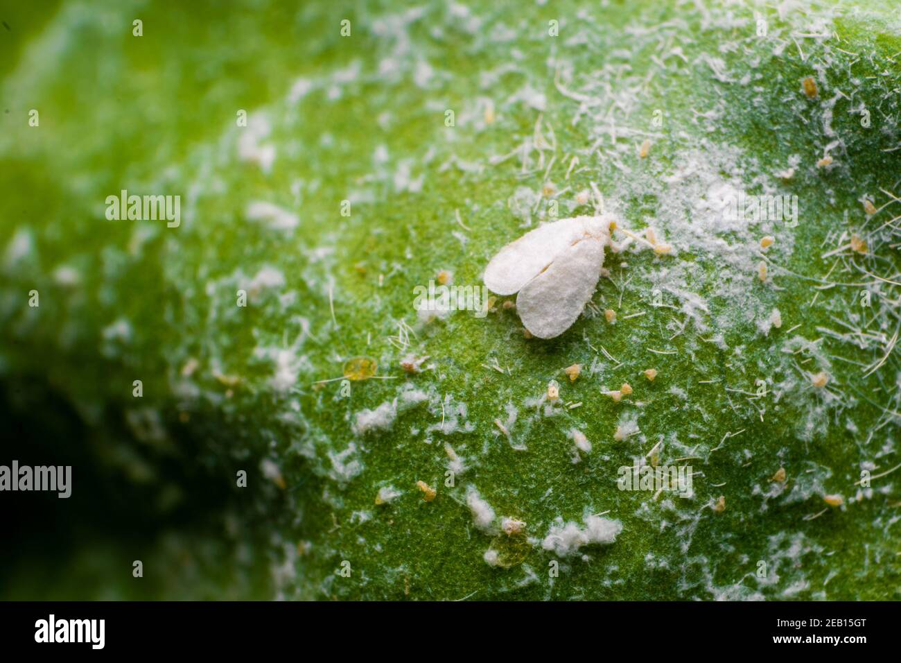 White fly is a pest which various crop plants. These are sucking pest which affects the yield of the crops. Stock Photo