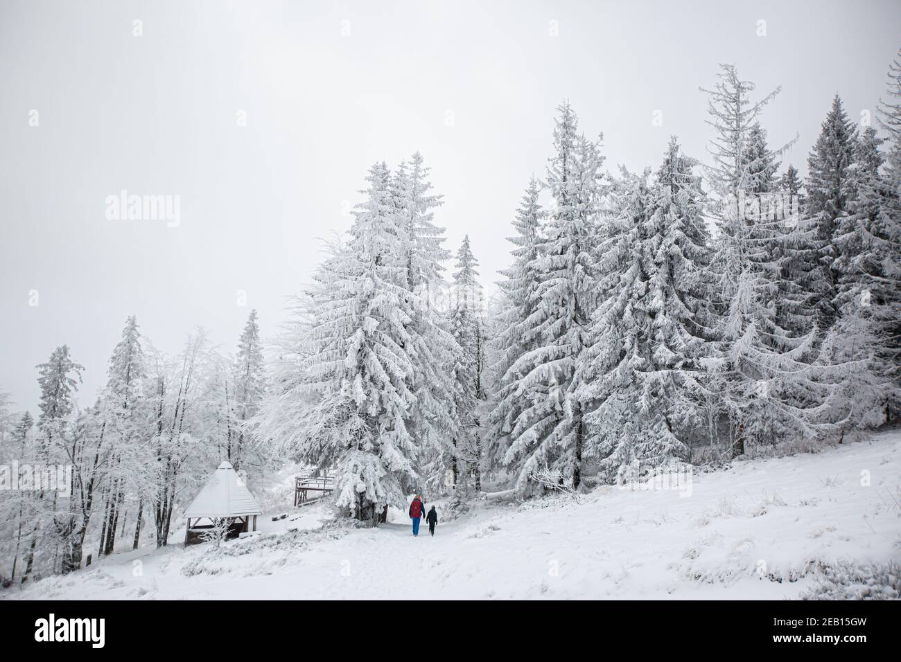 Mountain forest in winter time Stock Photo
