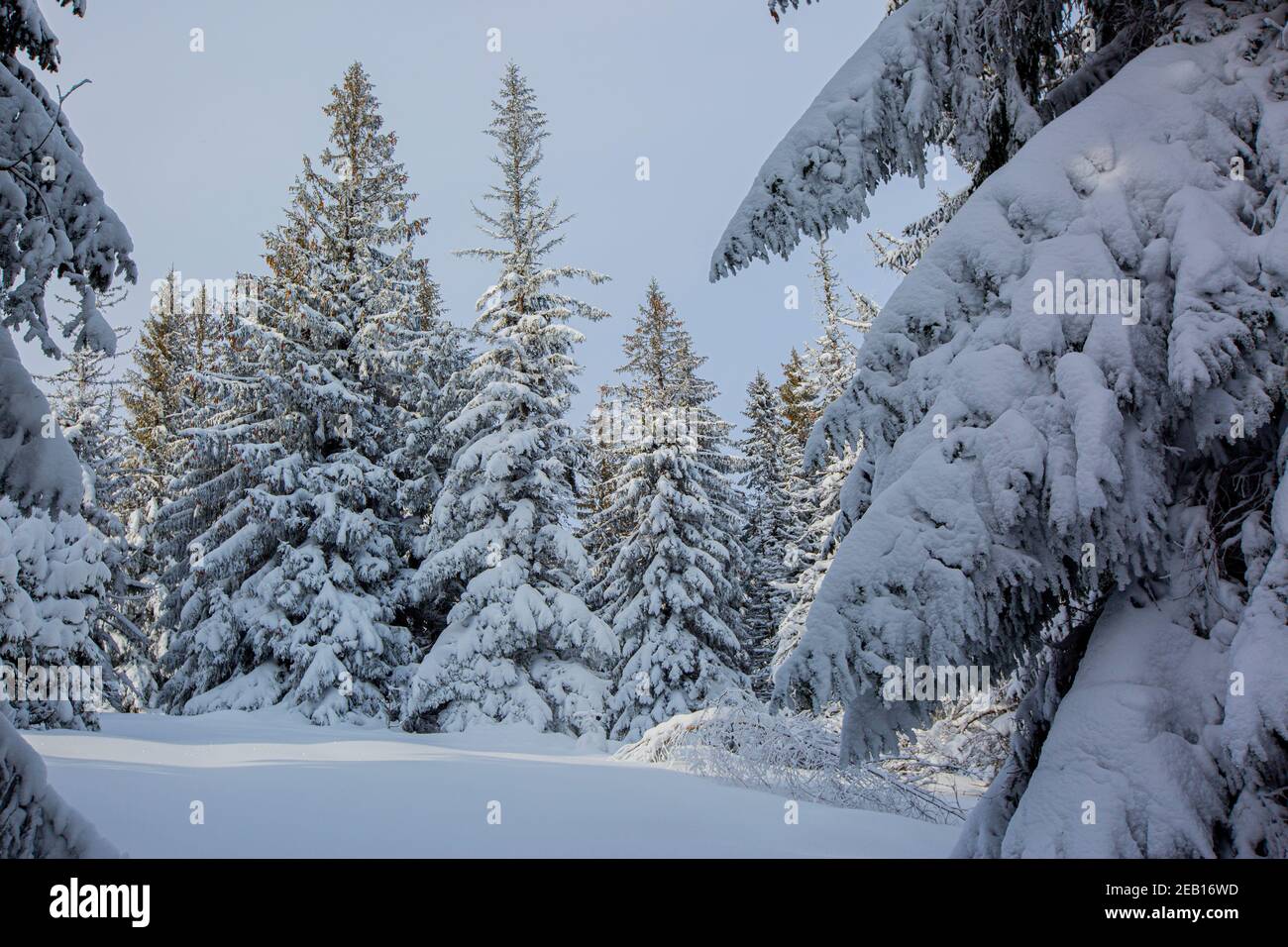 Mountain forest in winter time Stock Photo