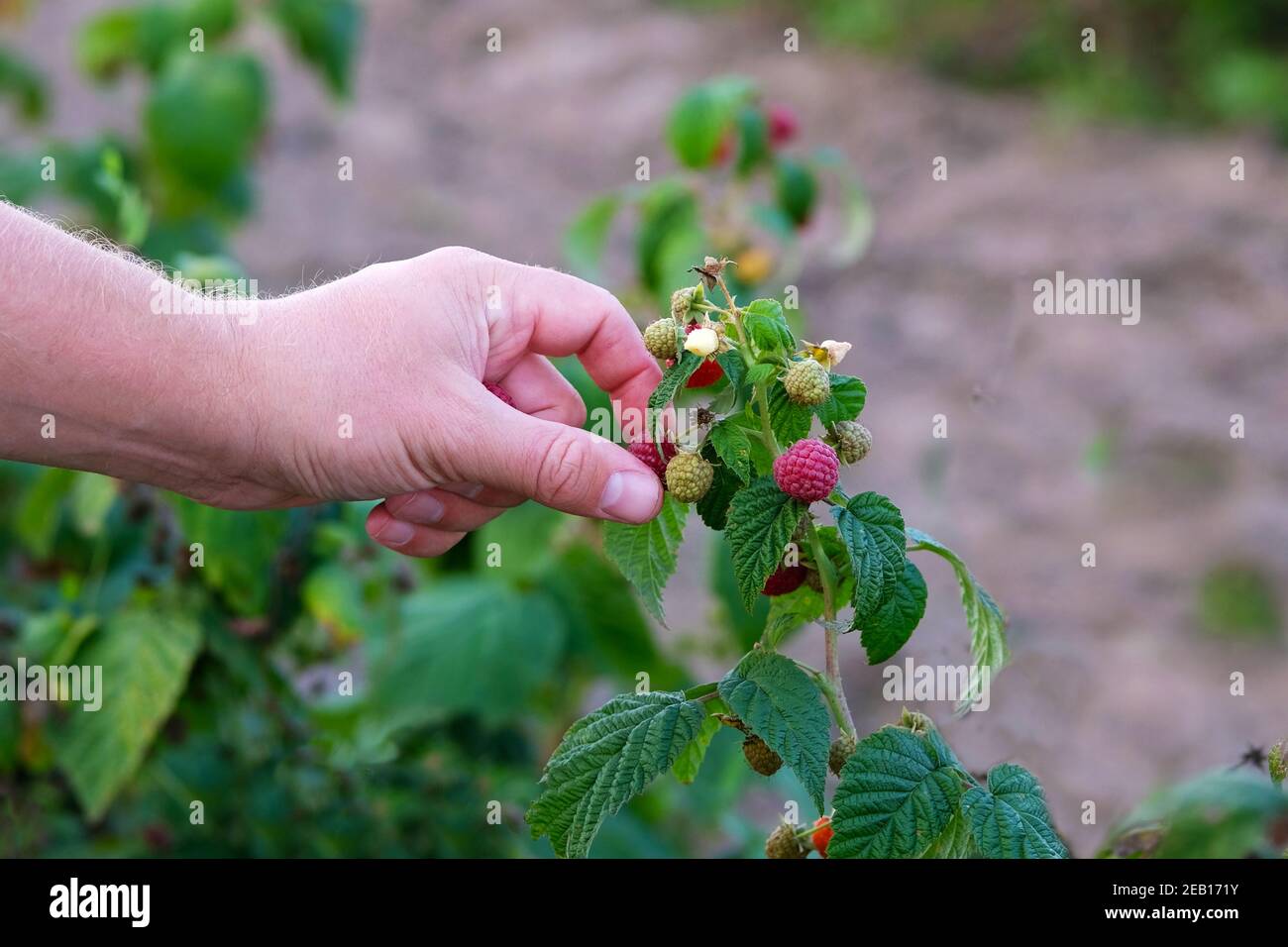 Hand picking fruit hires stock photography and images Alamy
