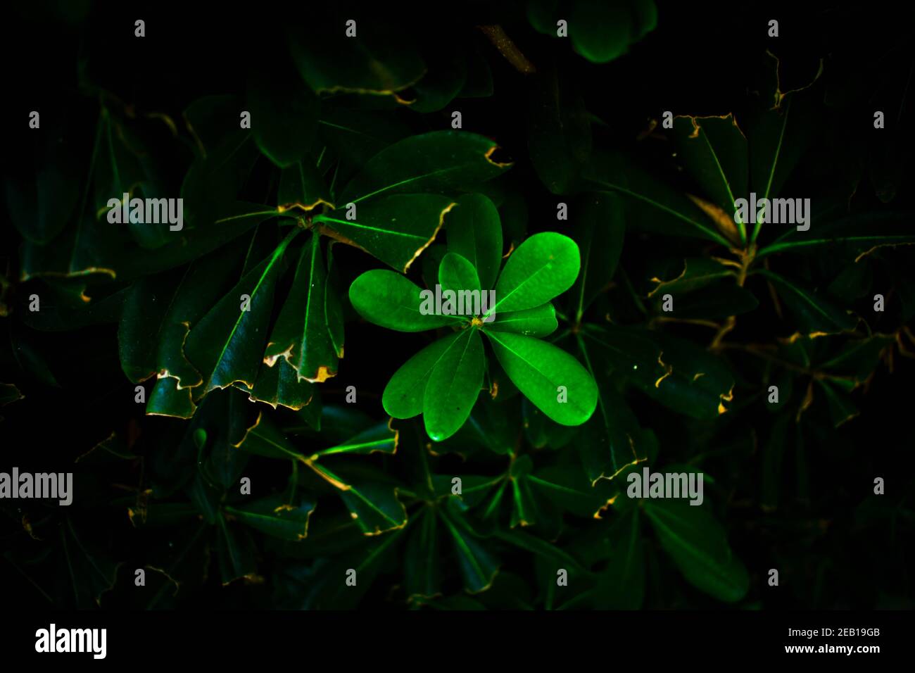 A plant growing back after being cut Stock Photo Alamy