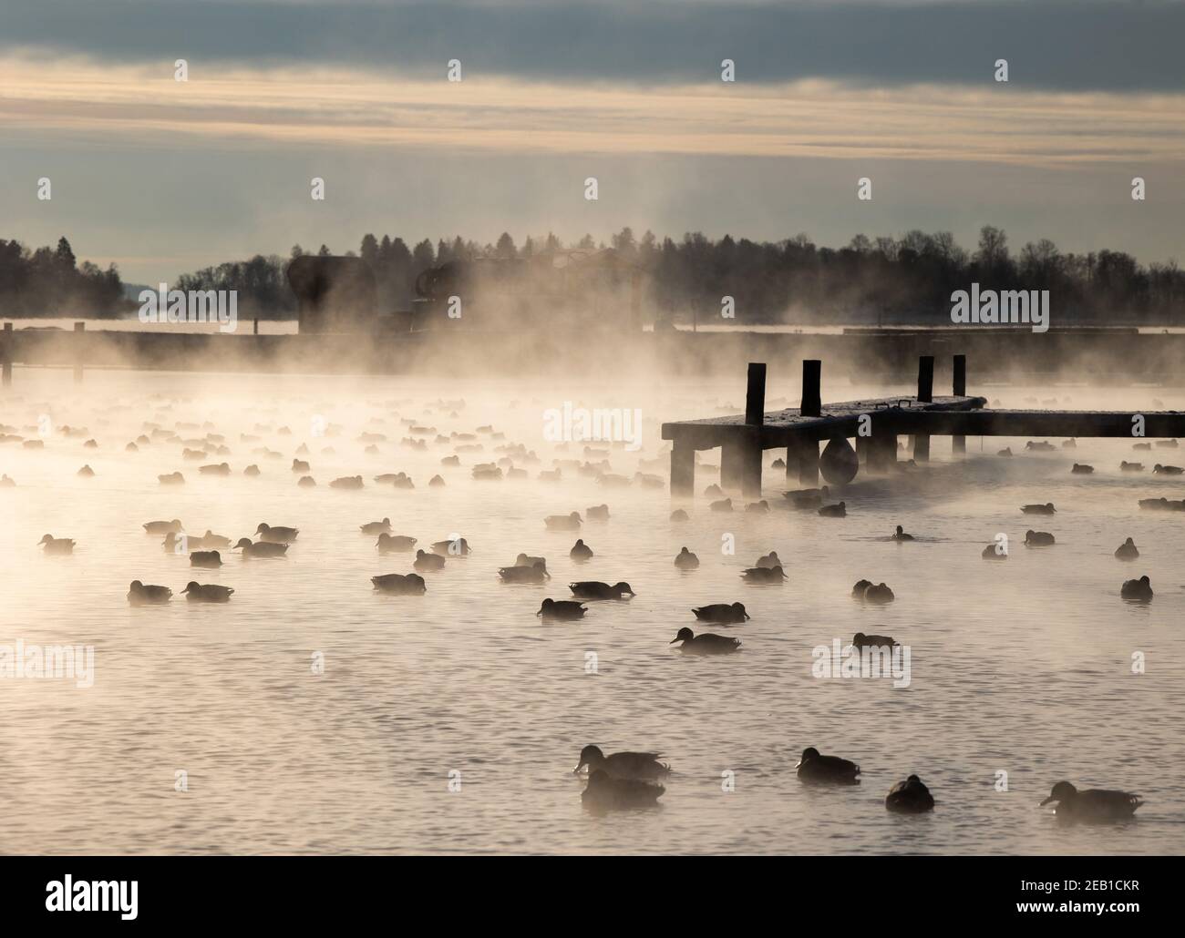 Ducks in the morning fog Stock Photo