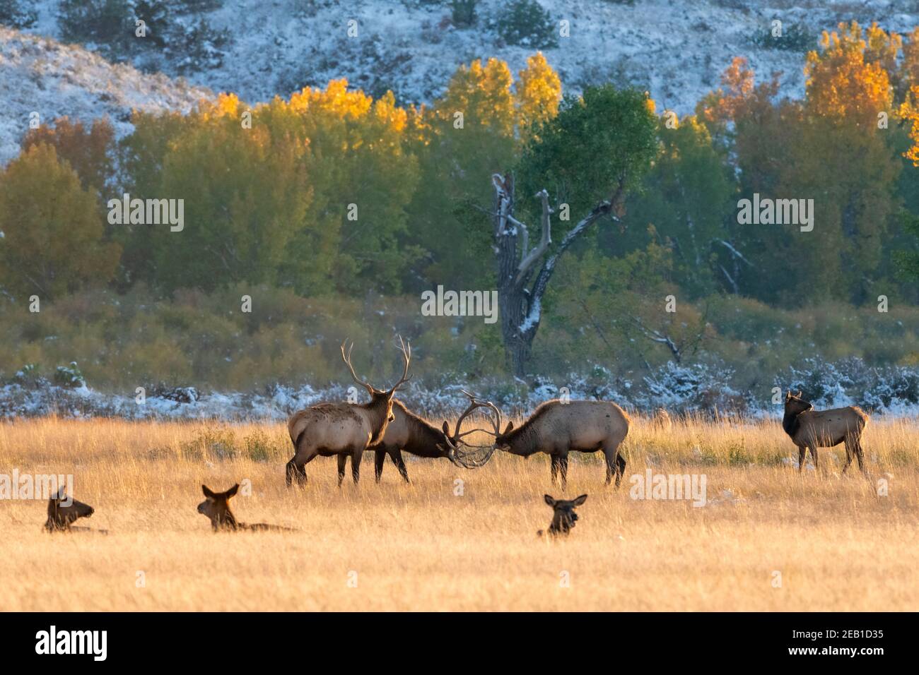 Elk (Cervus canadensis). Yellowstone National Park, Wyoming, USA. Stock Photo