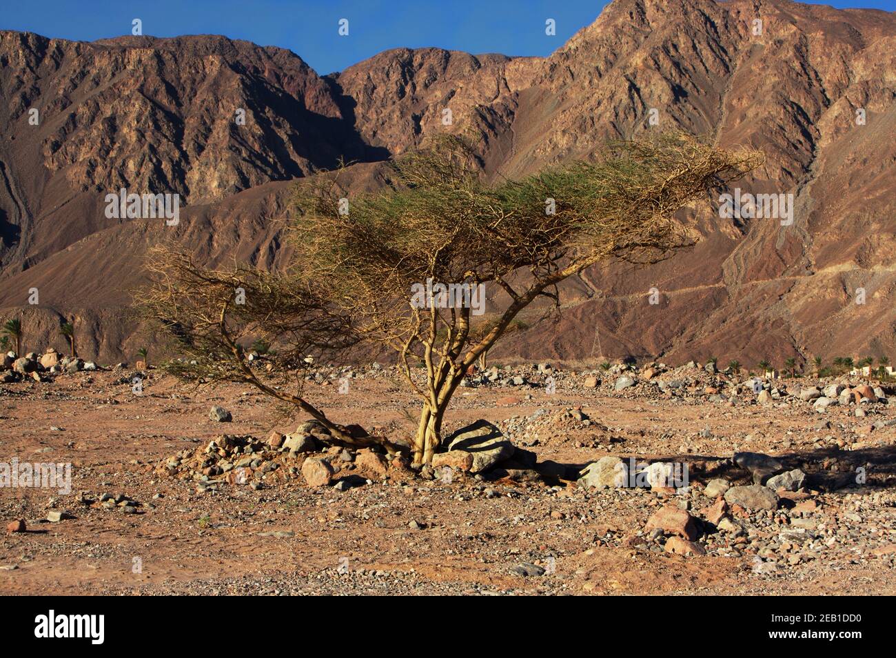 Trees of the sinai desert hires stock photography and images Alamy