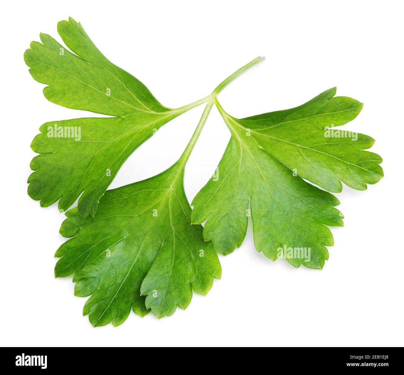 Garden parsley herb (coriander) leaf isolated on white background Stock