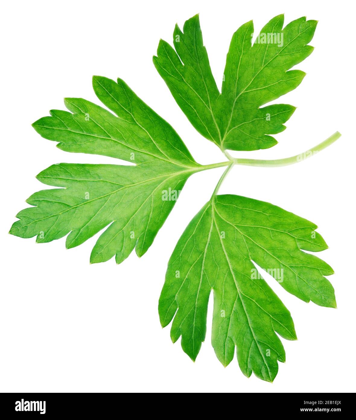 Garden parsley herb (cilantro) leaf isolated on white background with clipping path Stock Photo