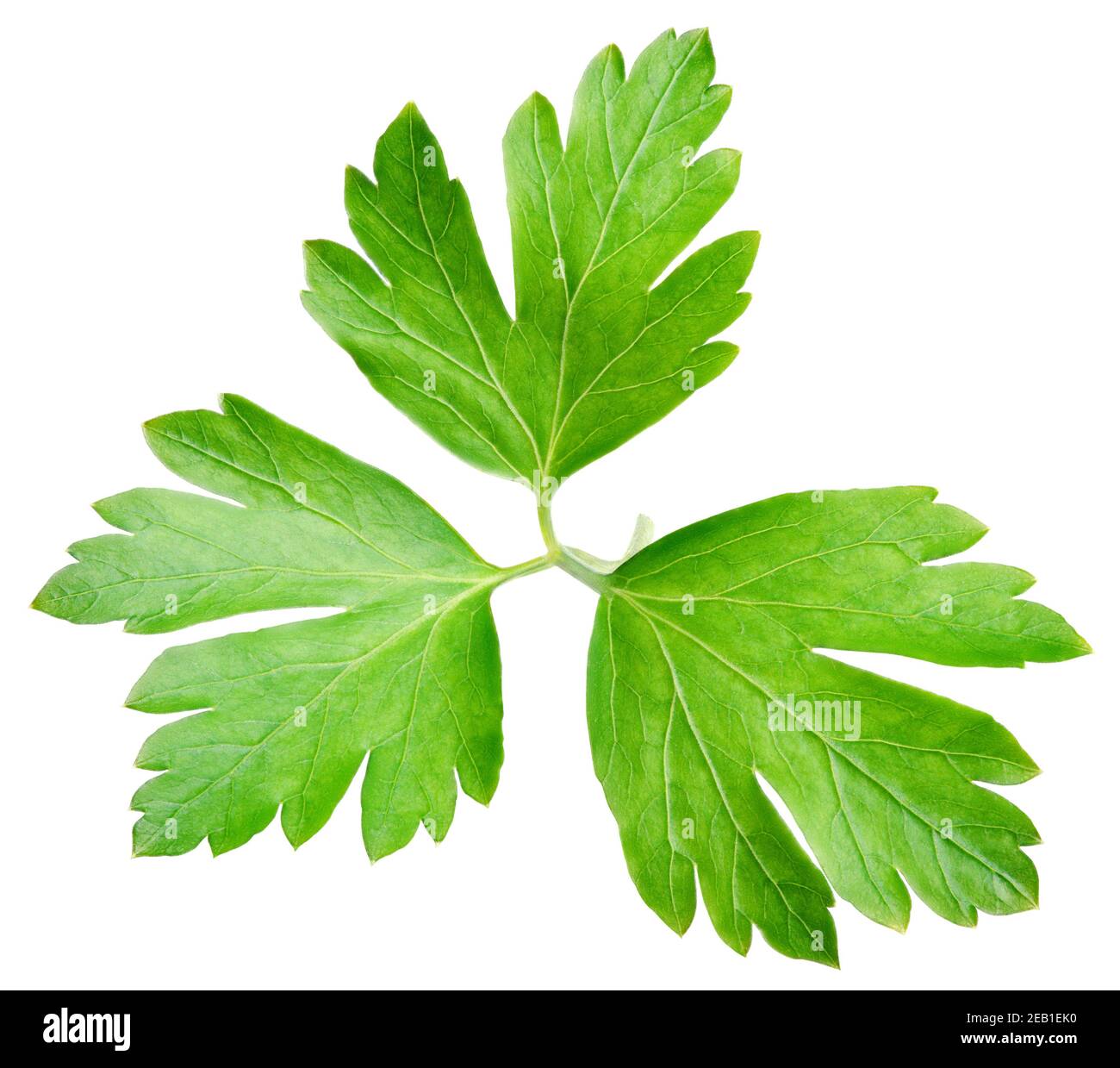 Garden parsley herb (cilantro) green leaf isolated on white background