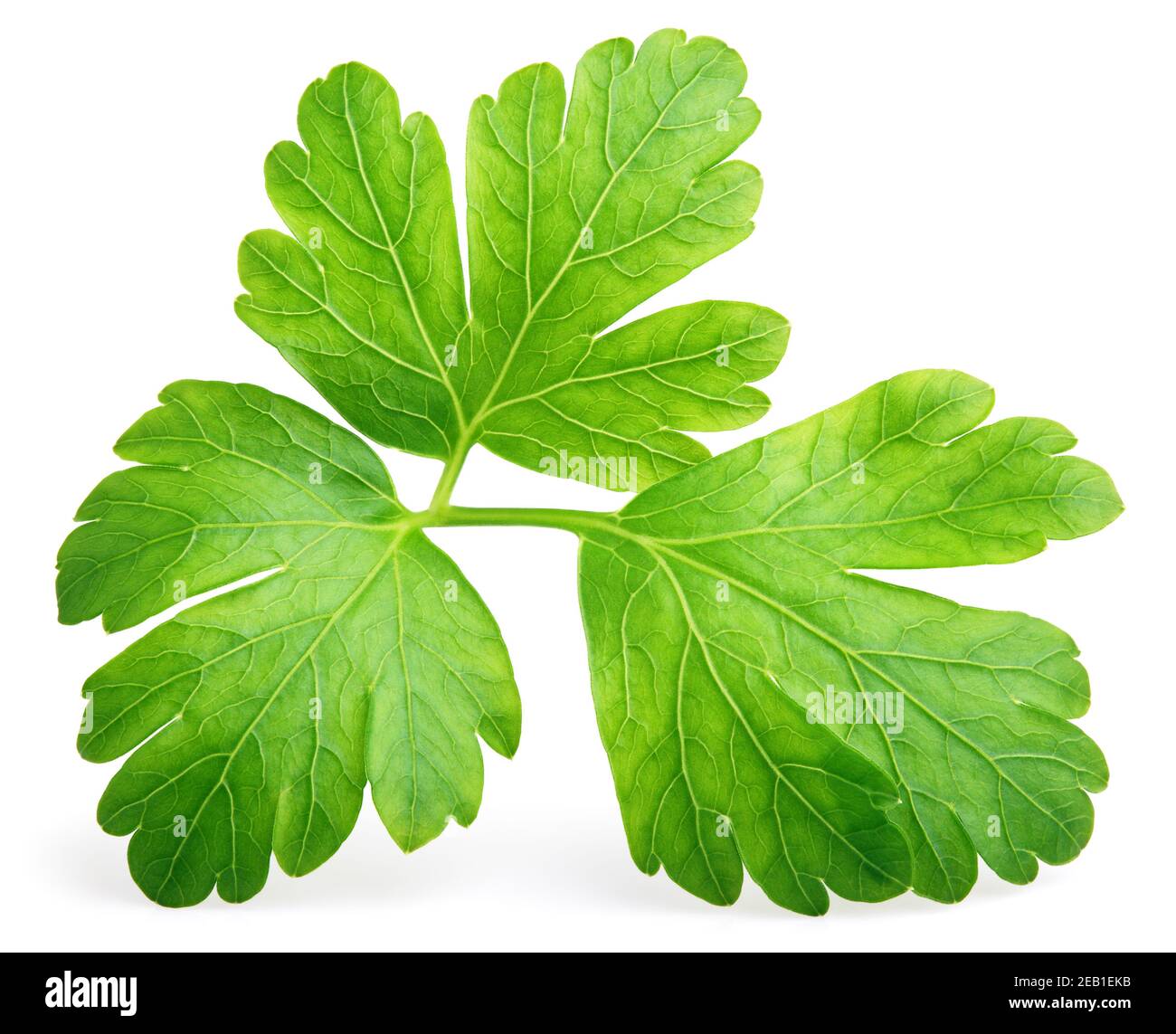 Garden parsley herb (coriander) leaf isolated on white background with clipping path Stock Photo