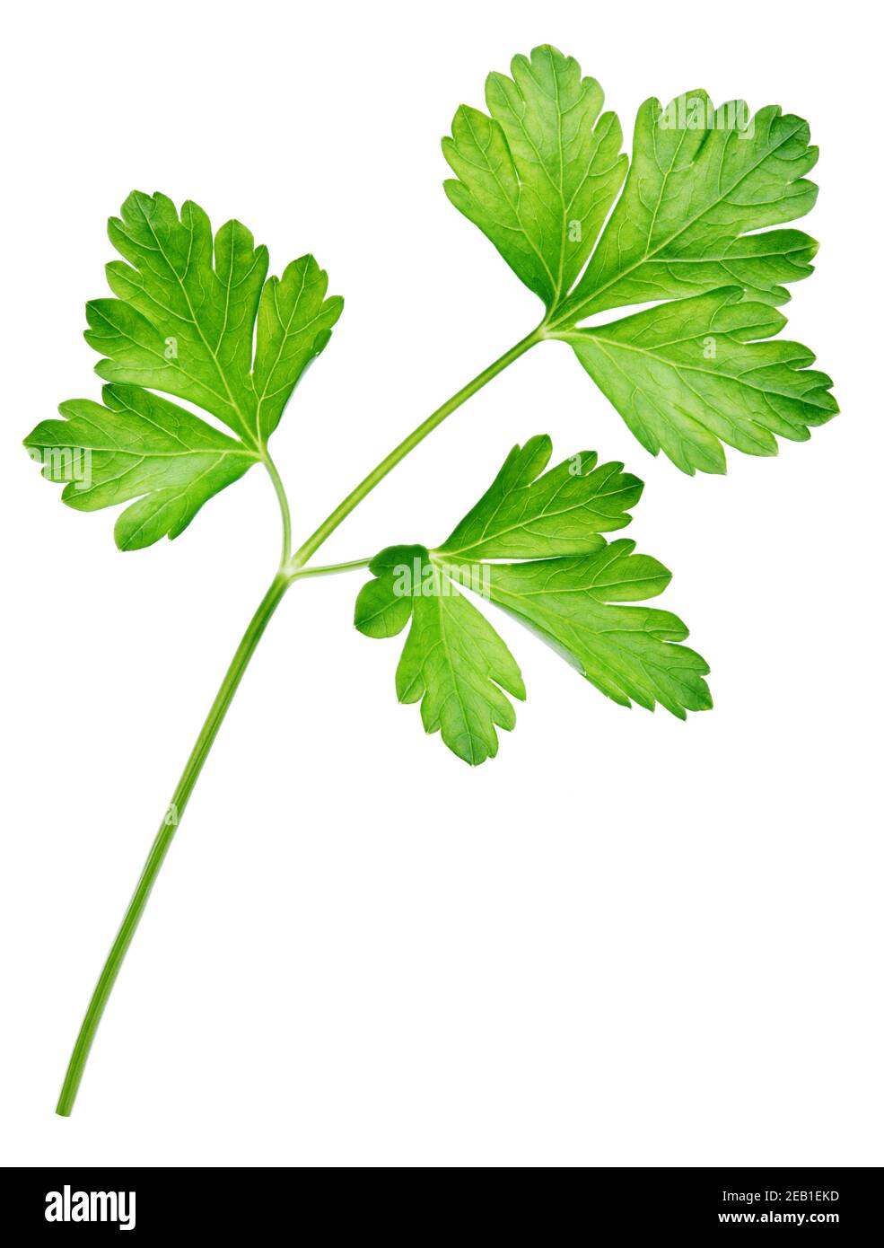 Garden parsley herb (cilantro) leaf isolated on white background Stock Photo