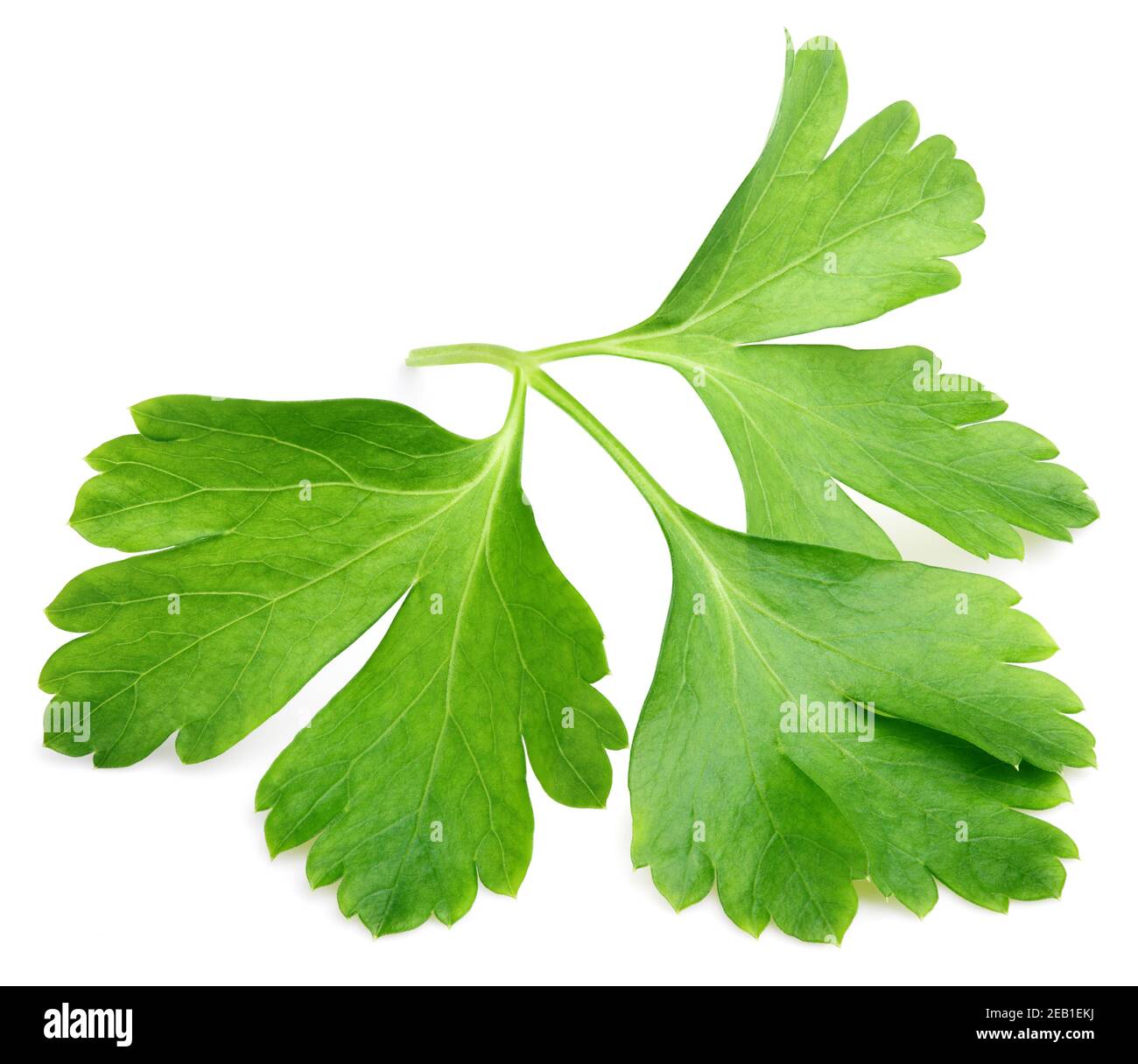 Garden parsley herb (coriander) leaf isolated on white background with