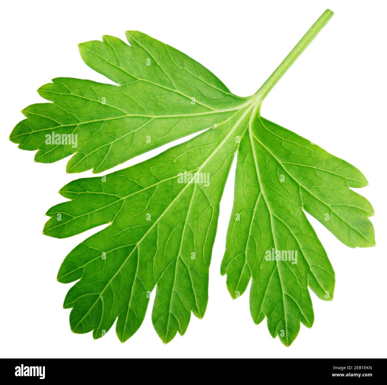 Single parsley herb (coriander) leaf isolated on white background with clipping path Stock Photo