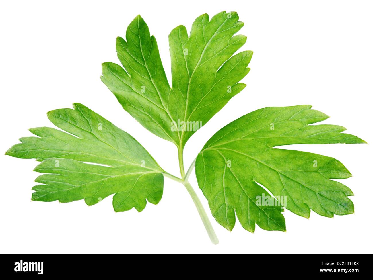 Garden parsley herb (cilantro) leaf isolated on white background with