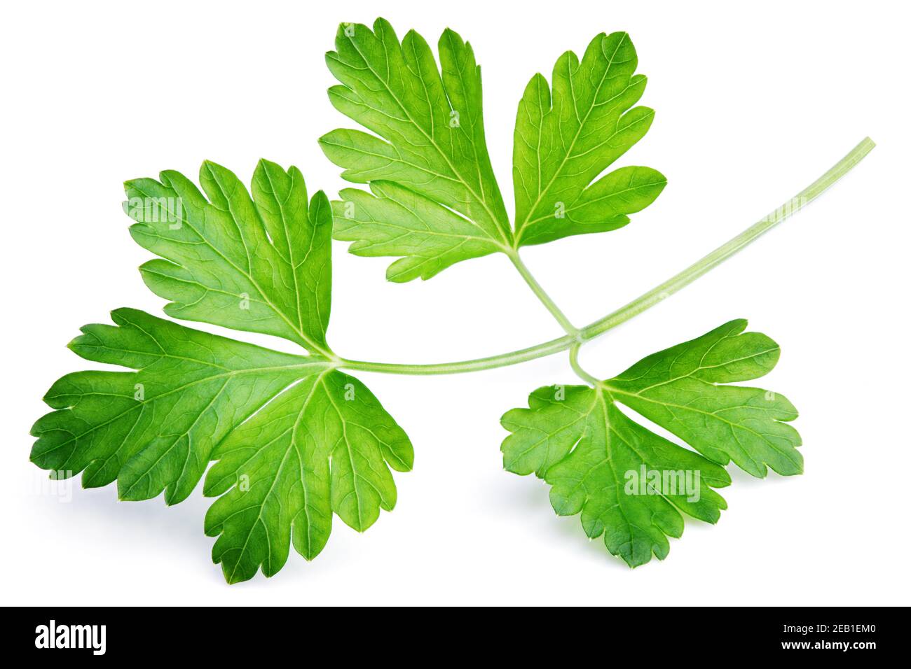 Garden parsley herb (coriander) leaf isolated on white background Stock Photo