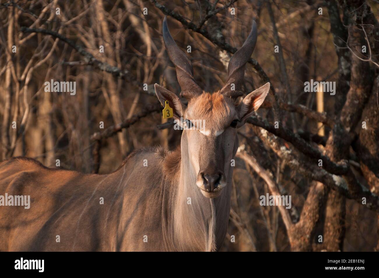 A Livingstone's Eland at a wildlife ranch near Melkrivier, Limpopo Province, South Africa. Livingstone's Eland, a subspecies of Common Eland, are not Stock Photo