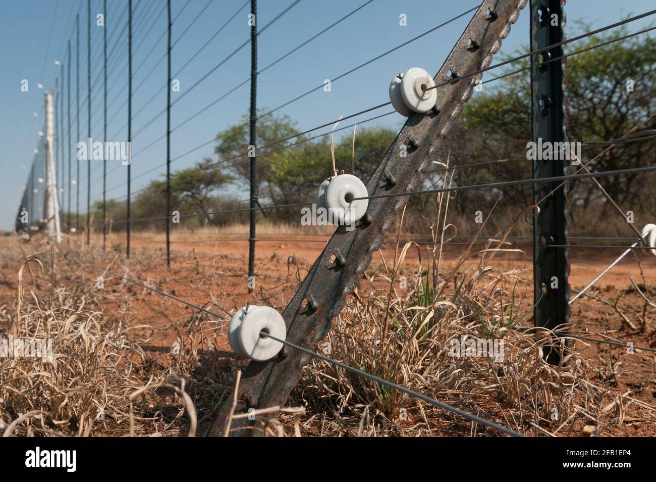 An electrified game fence in a wildlife ranching region of Limpopo Province, South Africa. Such fences can kill small wild animals like pangolins. Stock Photo