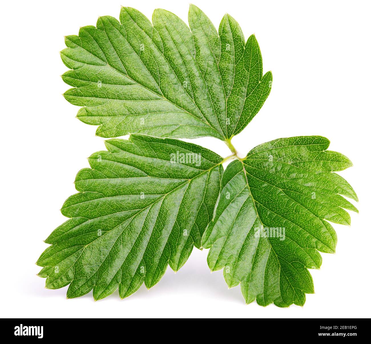 Single green strawberry leaf isolated on white background Stock Photo