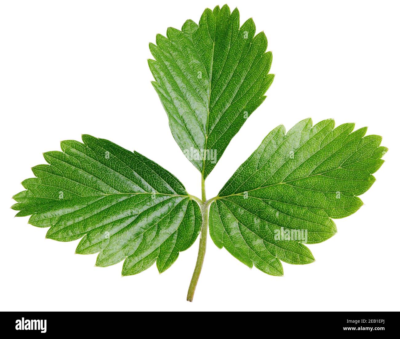 Single green strawberry leaf isolated on white background Stock Photo ...