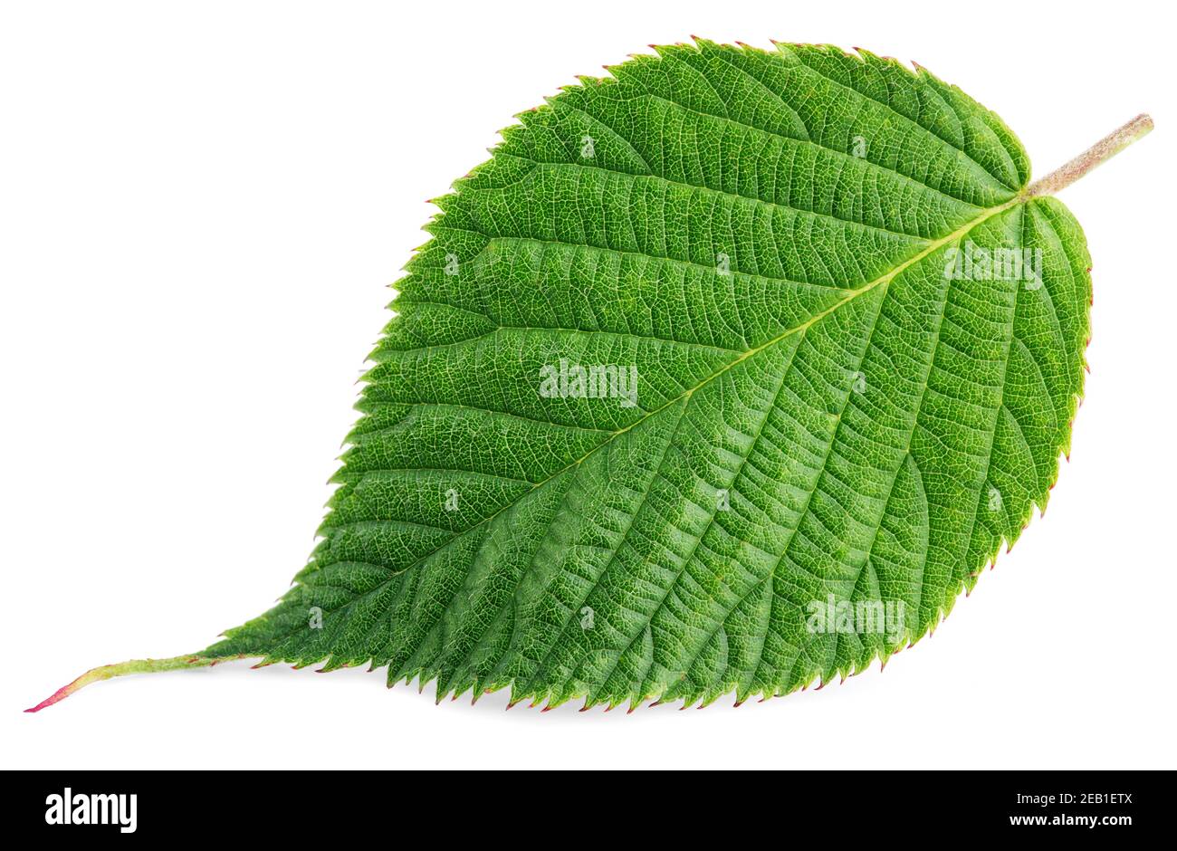 Малина листья. Листья на белом фоне. Ежевика (лист). Листочки клубники. Leaf berry.