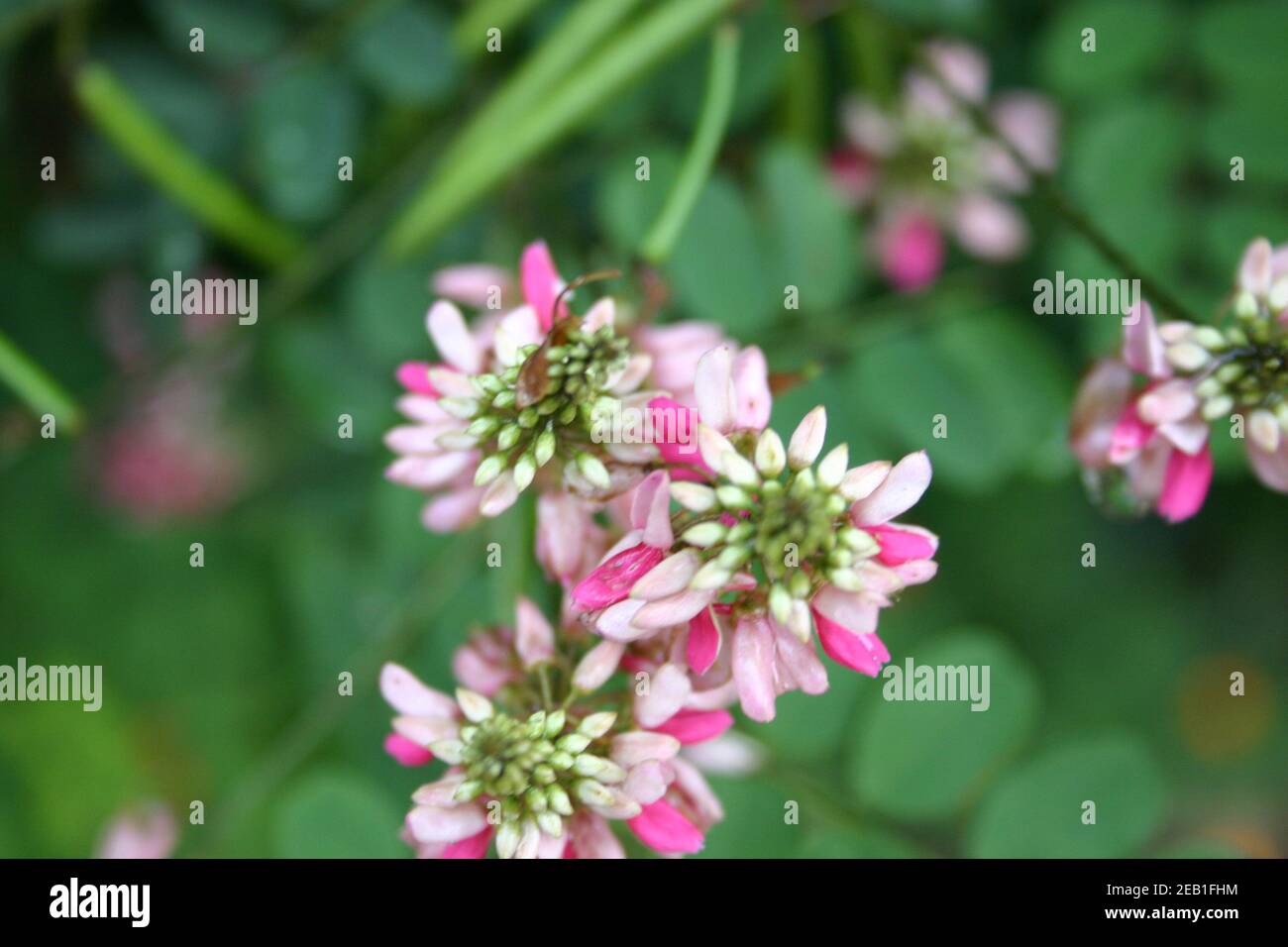 Green leaves and pink hi-res stock photography and images - Alamy