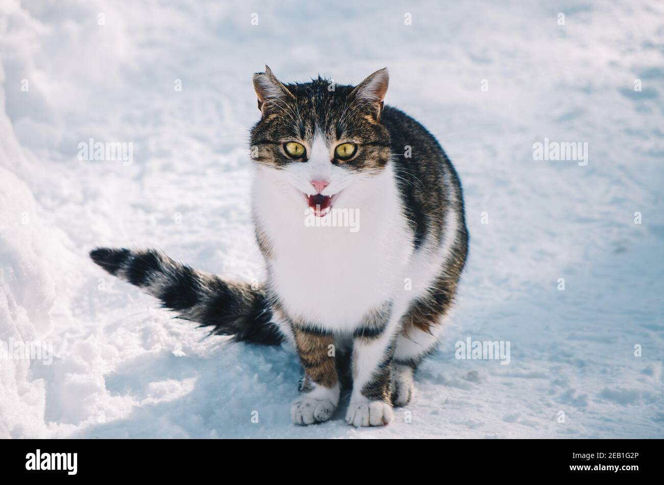 Close up portrait of an expressive cat with a damaged ear, looking at camera with mouth open
