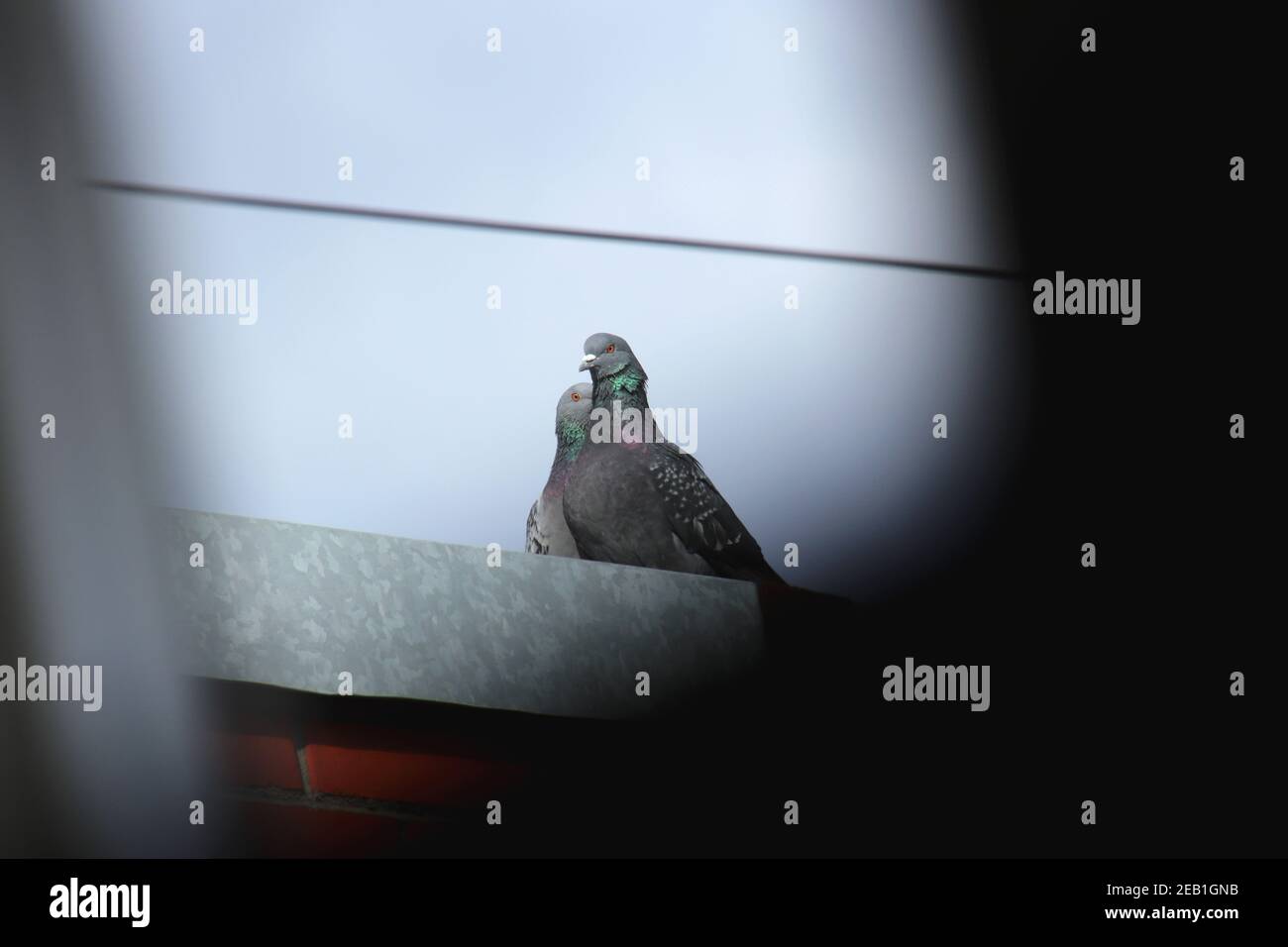 Two doves on the roof looking in hidden camera from 20 meters Stock Photo