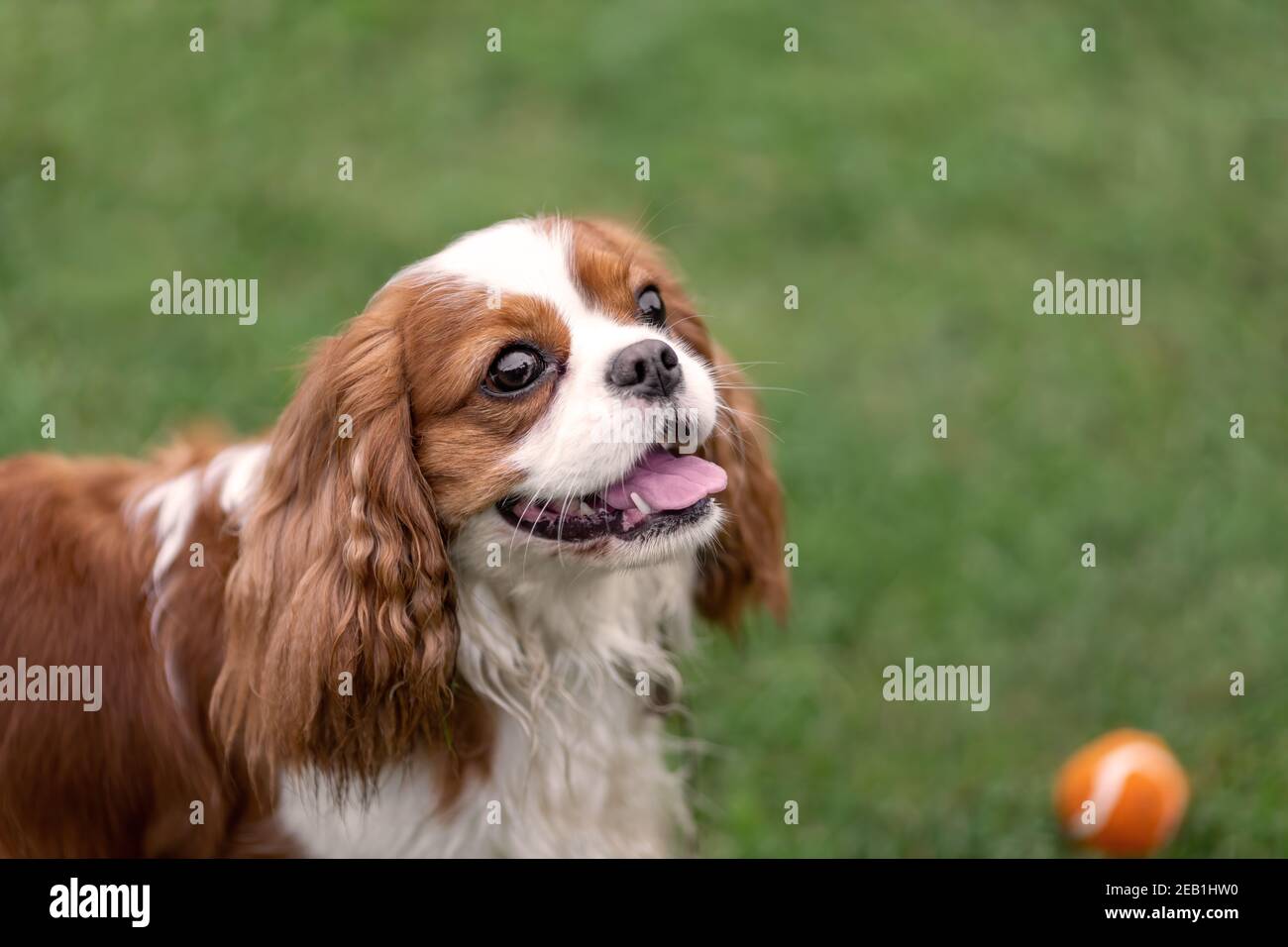 Portrait of young cavalier king charles spaniel with ball at nature Stock Photo