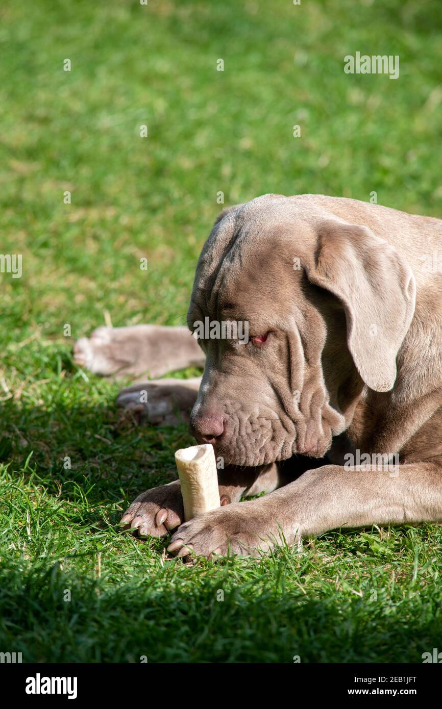 Large dog chewing a marrowbone to help with his teeth and health  shot in selective focus with and green grass background copy space at top of vertica Stock Photo