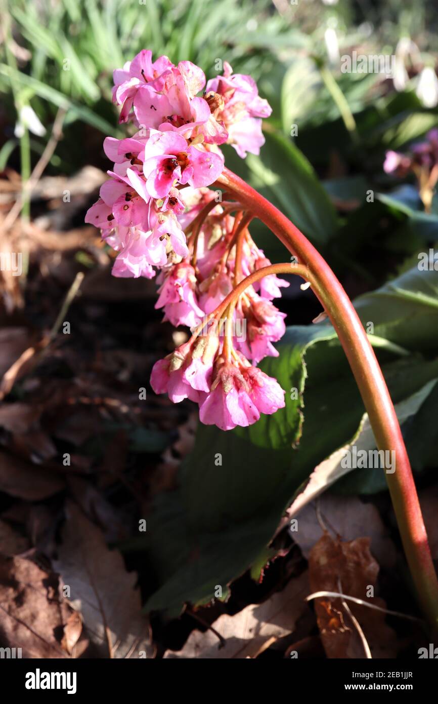 Bergenia ‘Baby Doll’ Elephant’s ears Baby Doll – cluster of pale pink bell-shaped flowers on thick red stem,  February, England, UK Stock Photo