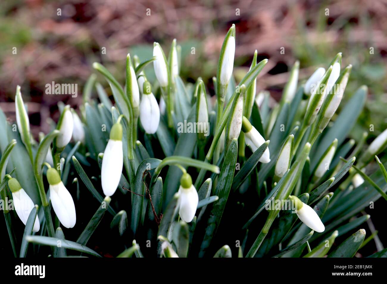 Galanthus elwesii Giant Snowdrop budding pendent white bellshaped flowers, February, England