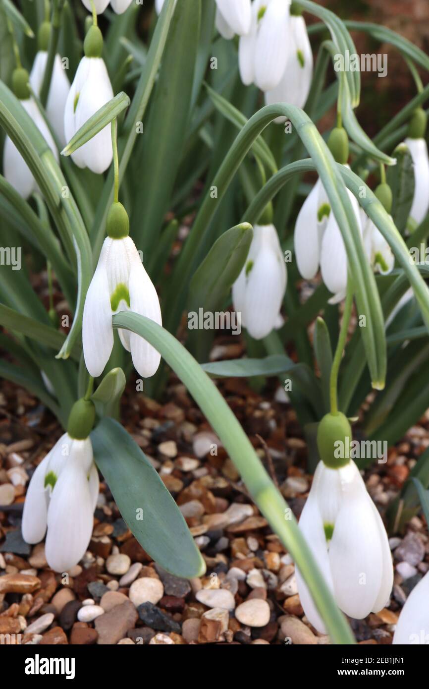 Galanthus ‘Benton Magnet’ Snowdrop Benton Magnet – white snowdrop with V green mark,  February, England, UK Stock Photo