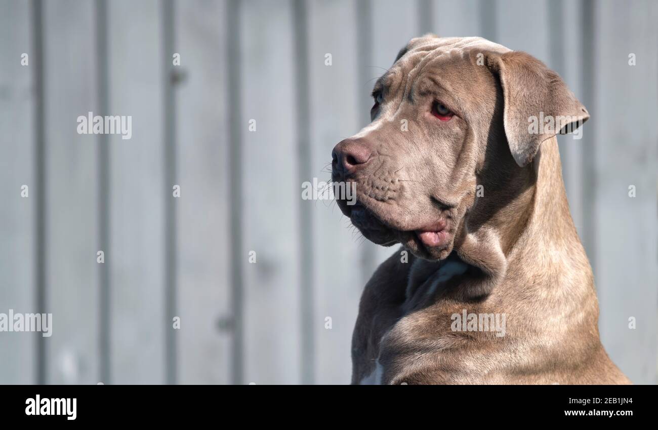 Head and shoulders of a large attentive intelligent dog looking to the sidewards with copyspace to the side shot on a bright sunny day light grey back Stock Photo