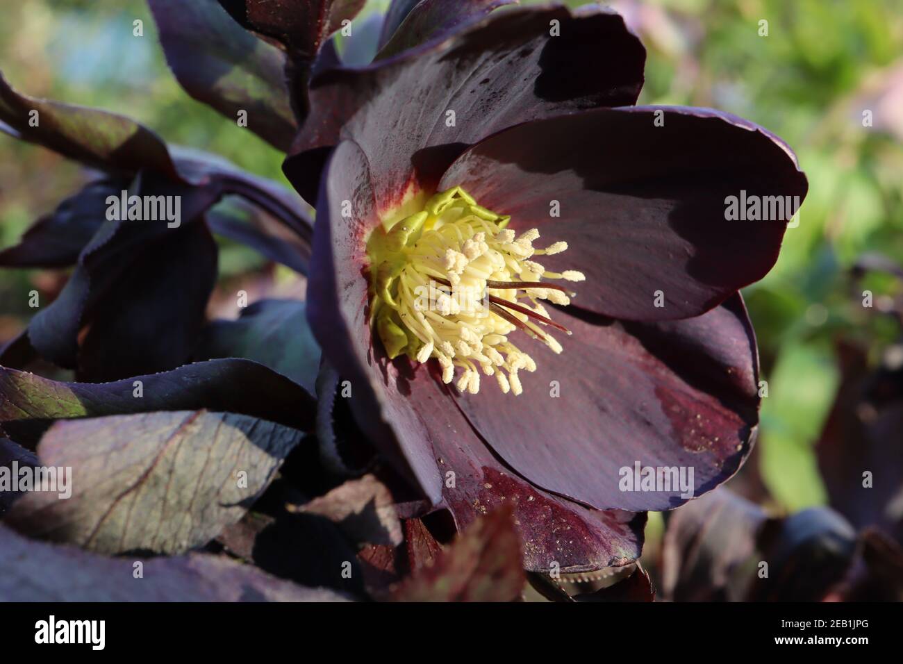 Helleborus x hybridus ‘Harvington Single Black’ Hellebore Single Black – very deep purple black flowers with deep green leaves,  February, England, UK Stock Photo