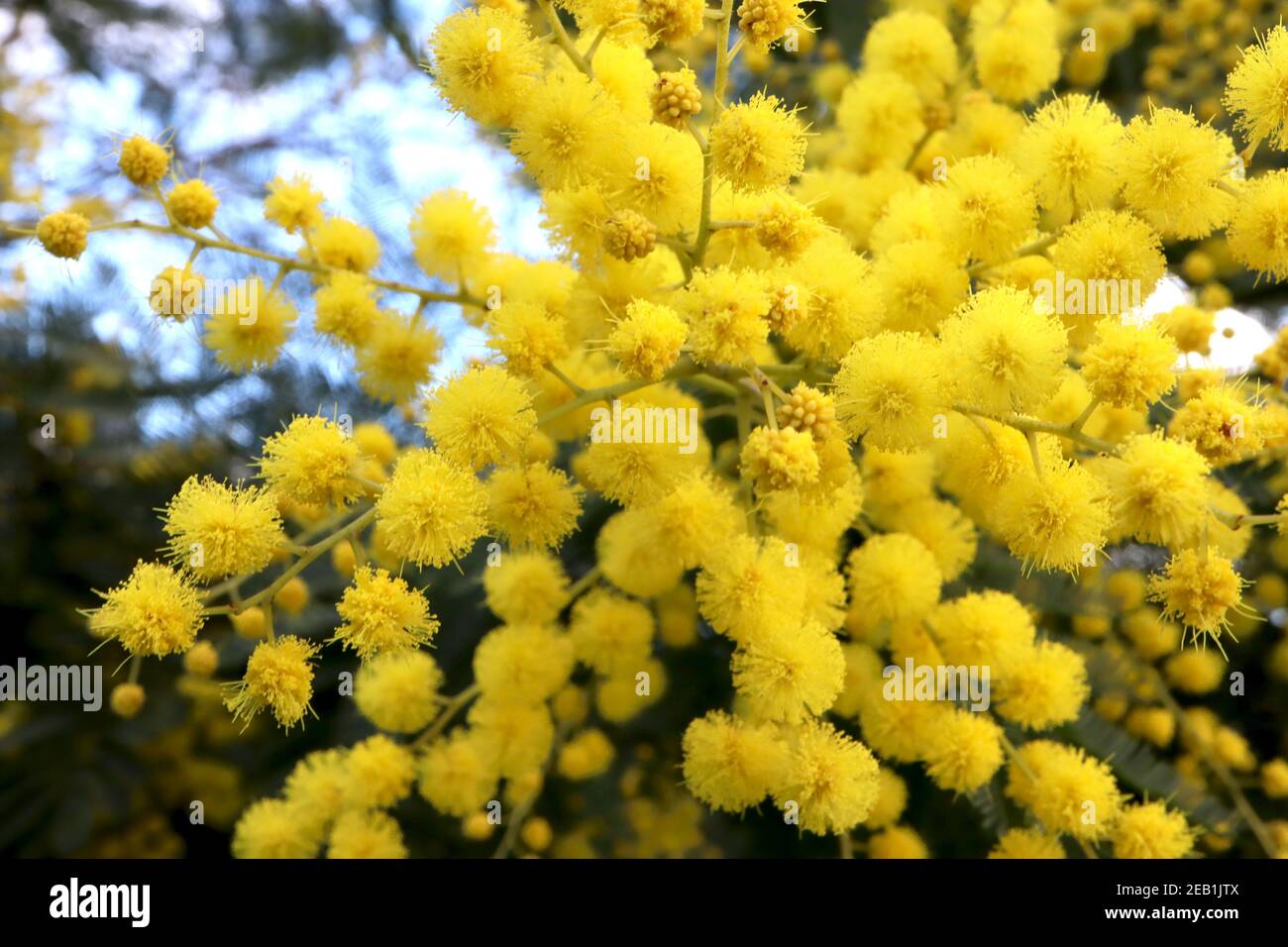 Acacia dealbata Mimosa clusters of round fluffy flowers with green