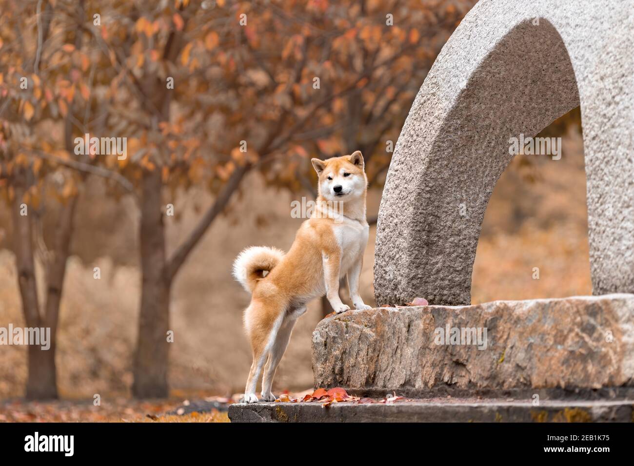 Cute ginger dog of shiba inu breed standing in touch command on stone japanese lantern in traditional garden at autumn Stock Photo