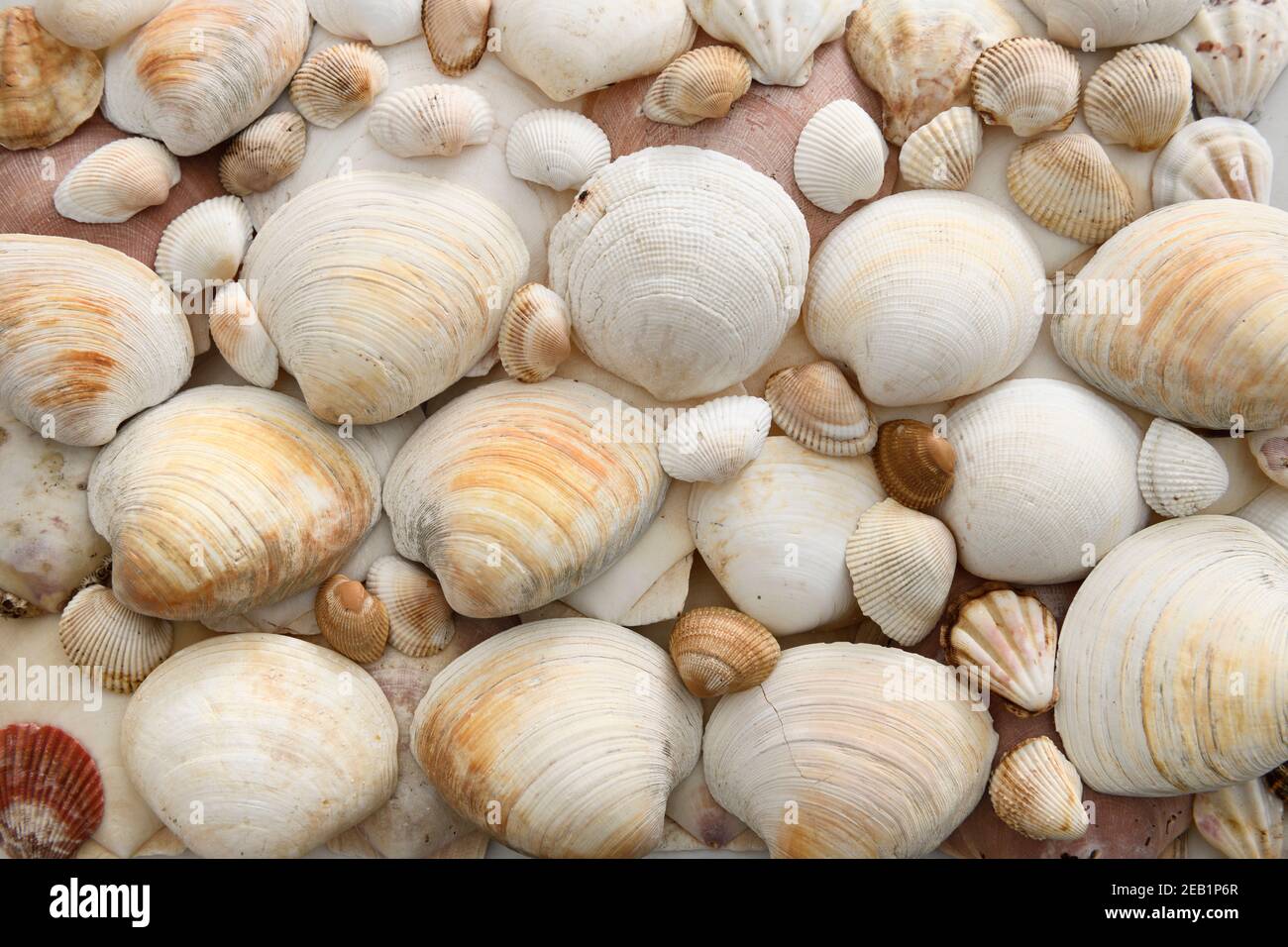 Southern Quahog and tiger lucine bivalve mollusk clams and other seashells in an abstract background pattern Stock Photo