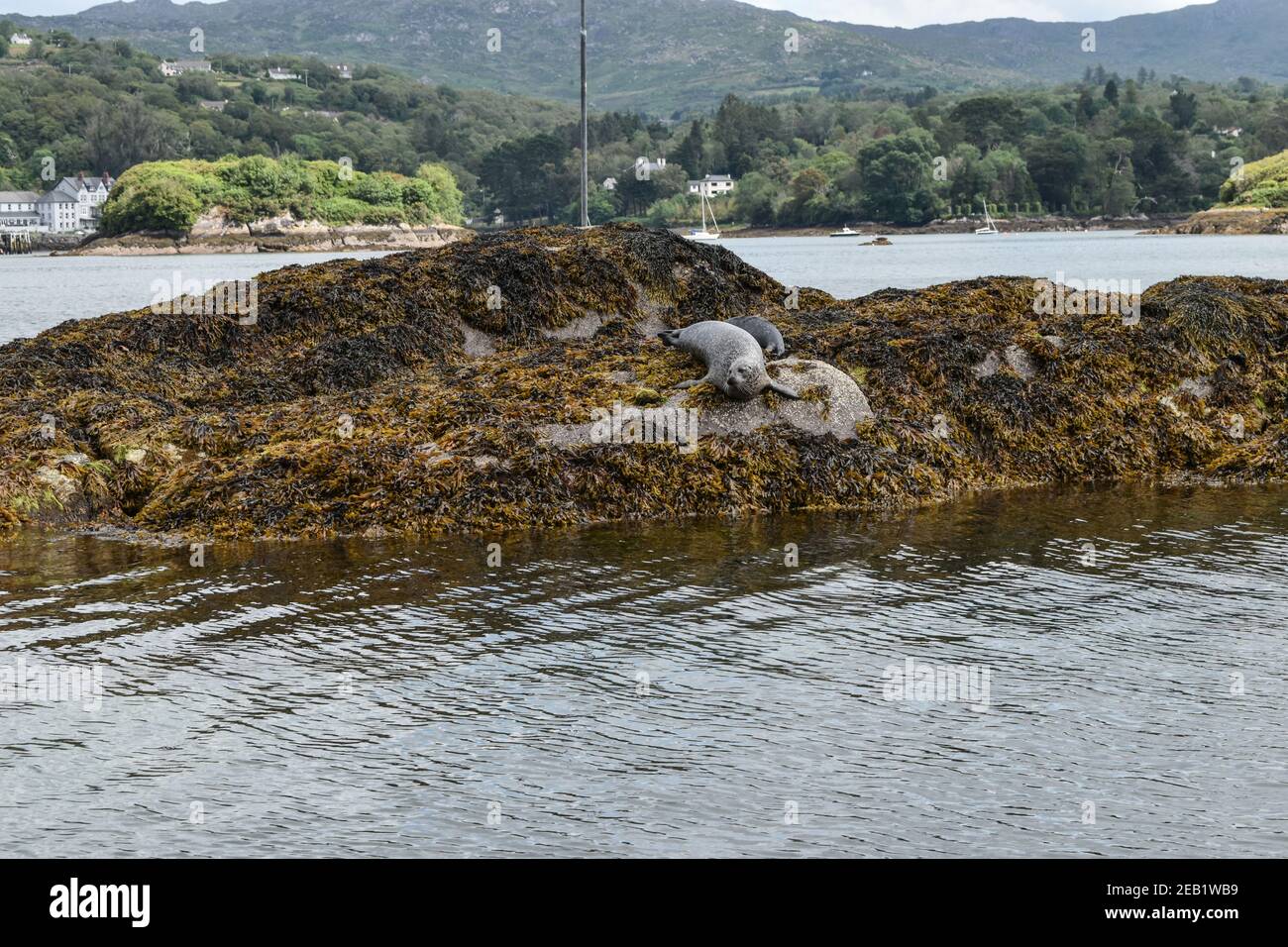 Seal in Garnish Island, Glengarriff, Co Cork. Ireland Stock Photo Alamy