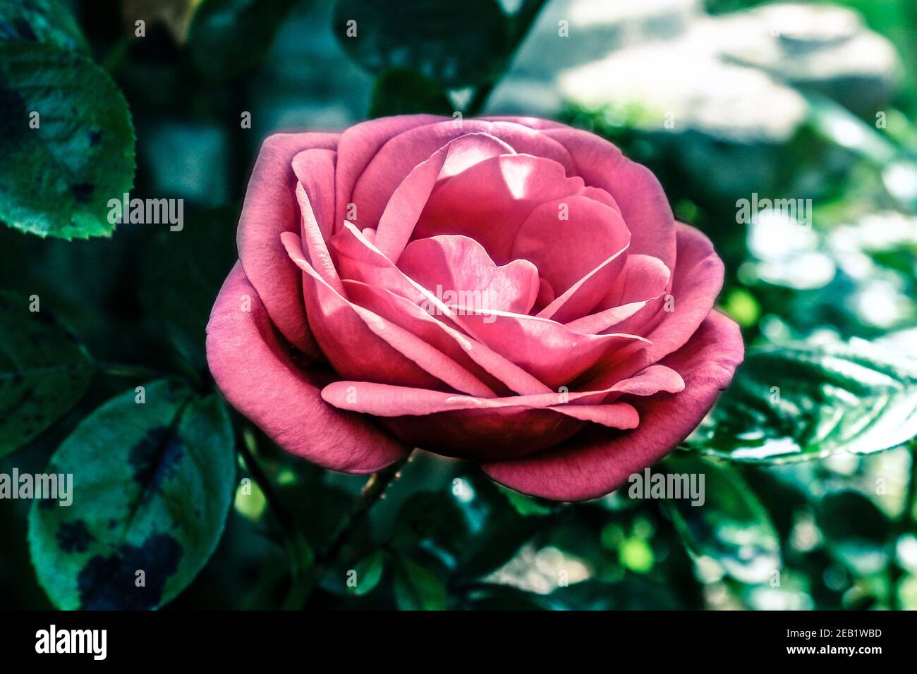 Rose flower with blurred background Stock Photo - Alamy