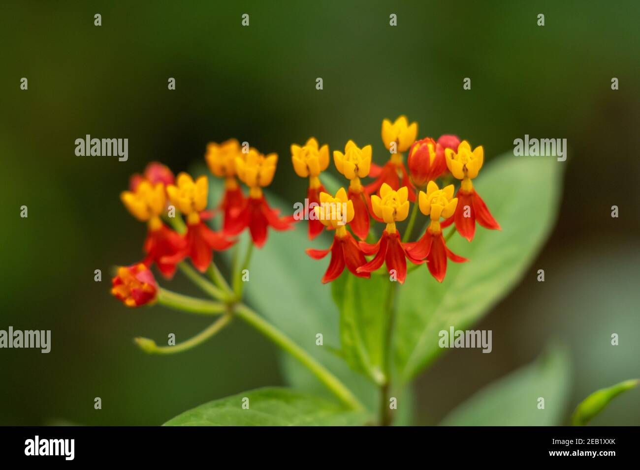 Selective focus shot of tropical milkweed - perfect for wallpaper Stock Photo