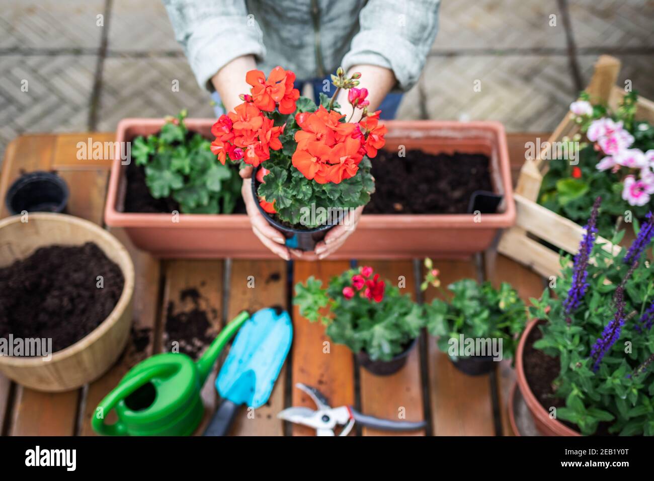Planting flowers outdoors. Woman holding red geranium flower in hands. Gardening equipment on wooden table Stock Photo