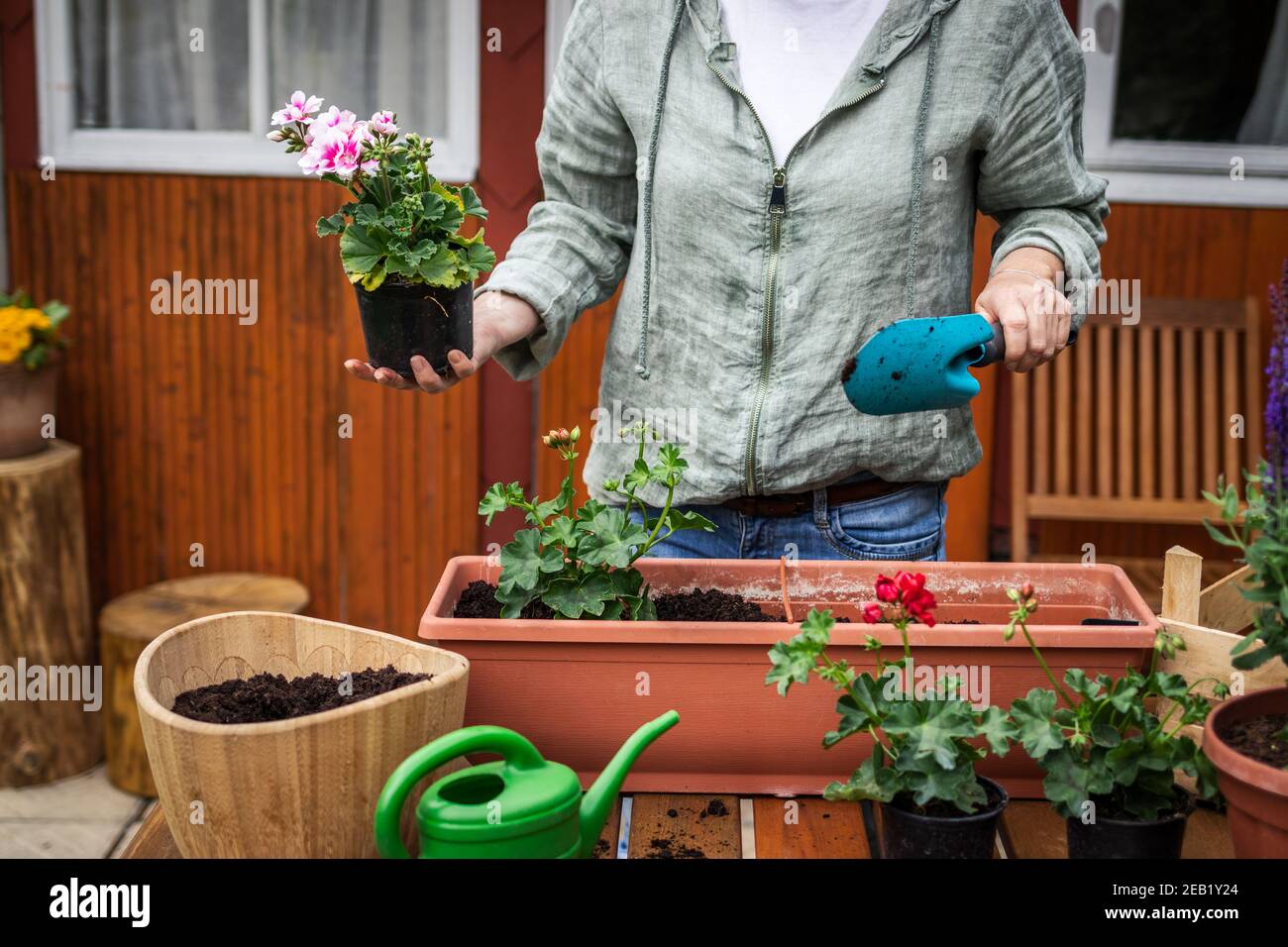 Woman planting geranium flower into window box on wooden table. Florist holding seedling and shovel. Arranging flowers in spring Stock Photo