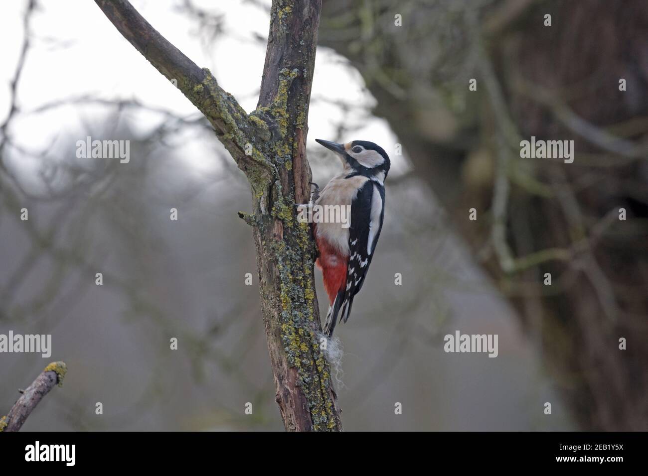 Greater spotted woodpecker Dendrocopos major clinging to lichen covered branch Cotswolds UK Stock Photo