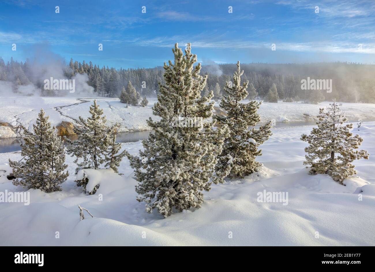Yellowstone National Park, WY: Frosted trees and thermal activity along the Firehole River in the Upper Geyser Basin Stock Photo