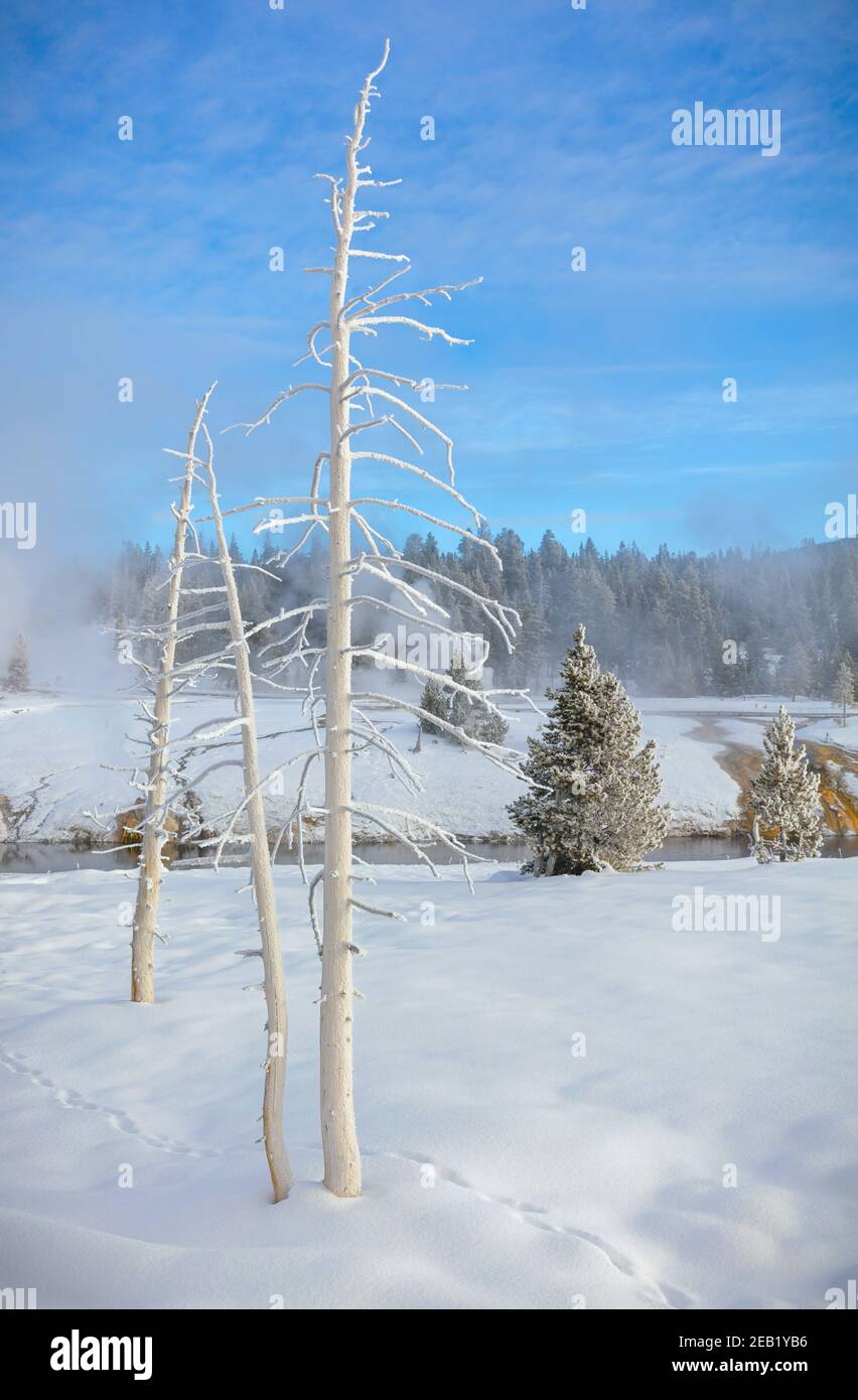 Yellowstone National Park, WY: Animal tracks and ghost trees in the Upper Geyser Basin in winter Stock Photo