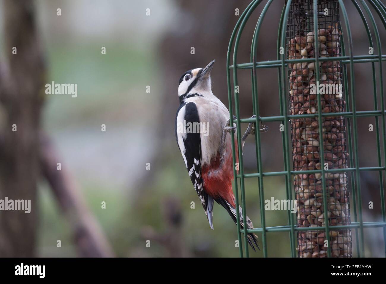 Greater spotted woodpecker Dendrocopos major on bird feeder eating peanits Cotswolds UK Stock Photo
